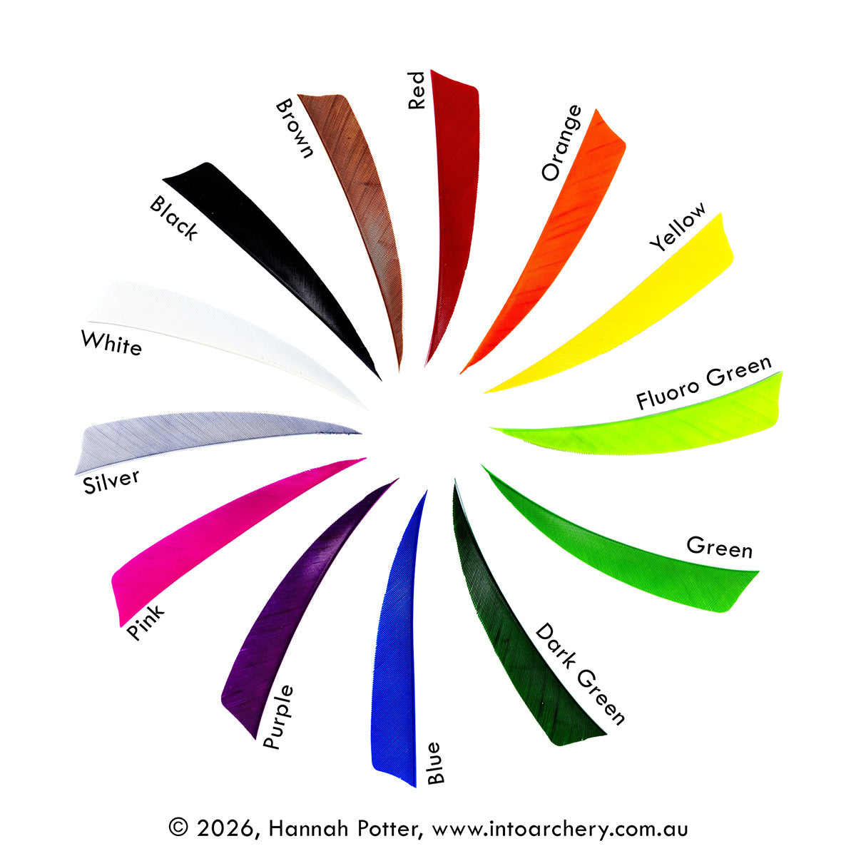 Photo of all the colours of Avalon shield cut feathers arranged in a pinwheel on a white background.